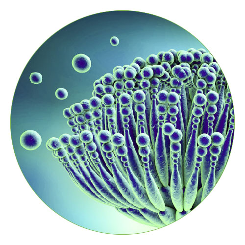 hplc environmental applications for analyzing mycotoxins
