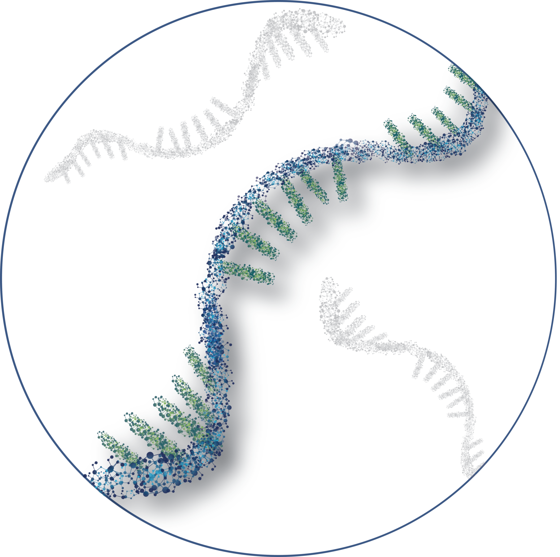 Oligo circle graphic